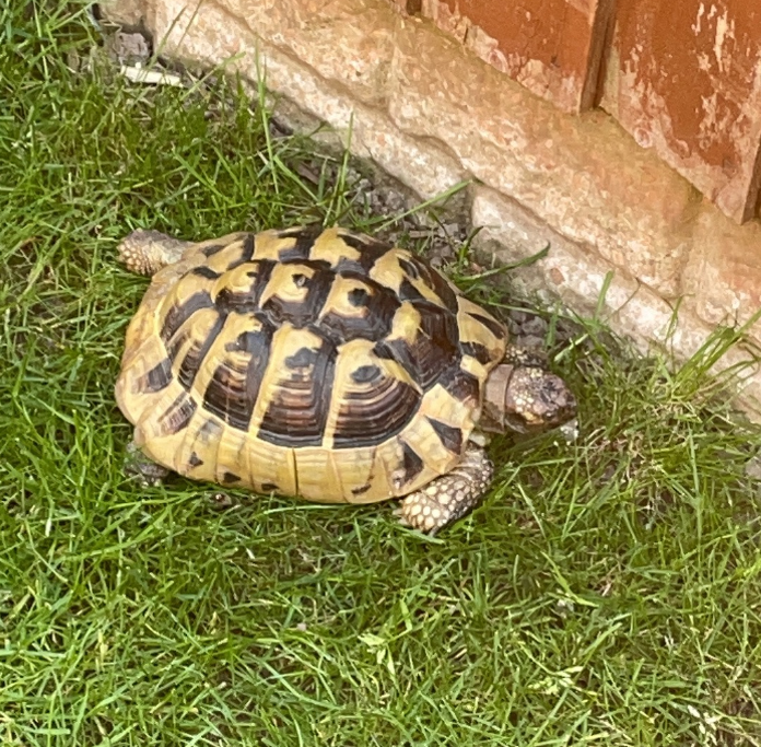 Staziker Tortoise